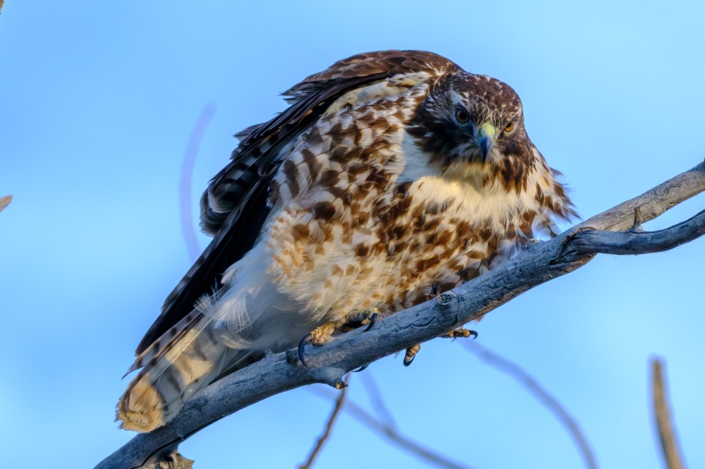 A perched hawk with a mottled brown and white plumage, looking down from a tree branch against a clear blue sky.