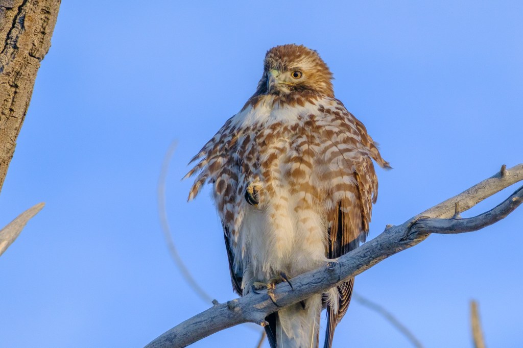 A close-up of a hawk perched on a branch, with a blue sky in the background.