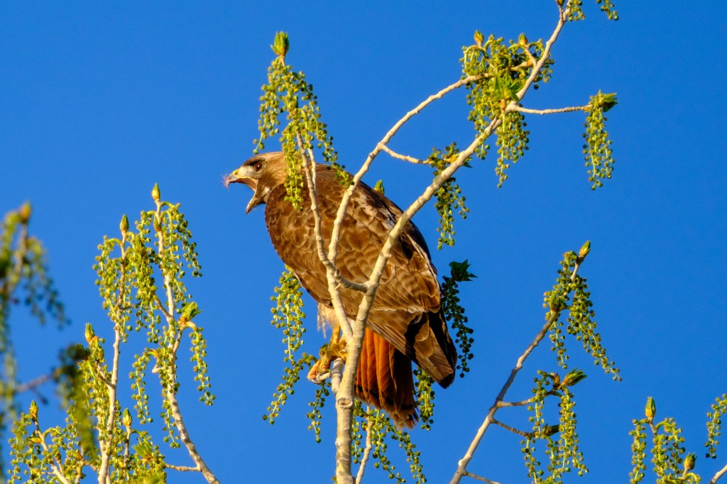 A hawk perched on a branch with green leaves against a clear blue sky.