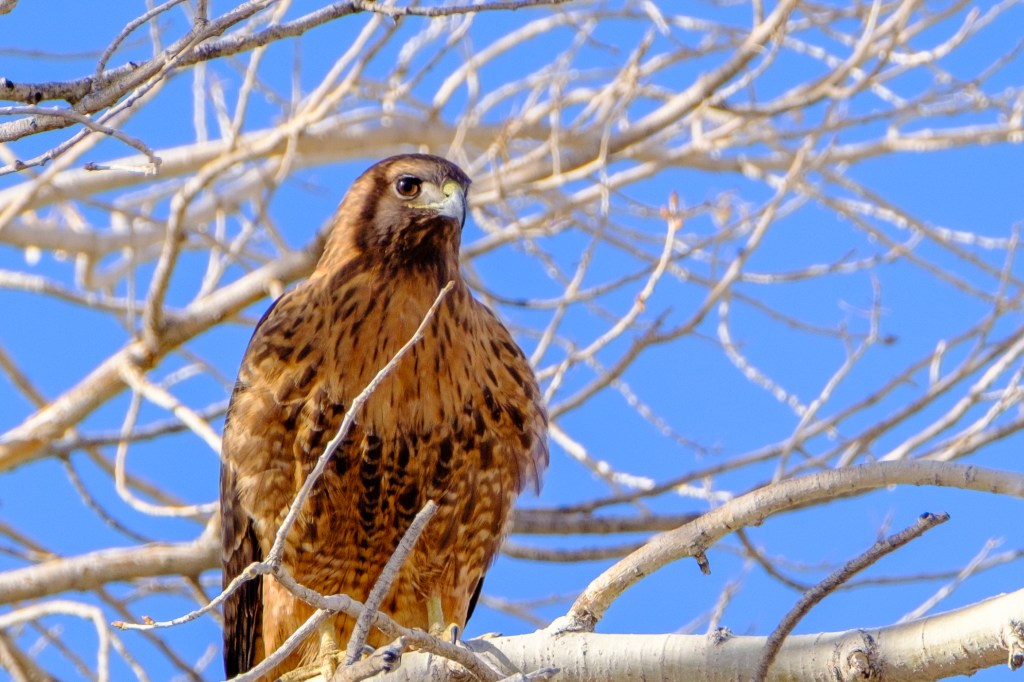 A hawk perched on a branch with bare trees against a clear blue sky.