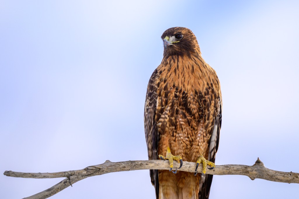 A hawk perched on a branch, with detailed feathers and a blurred sky in the background.