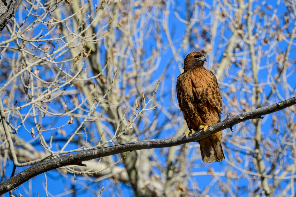 A brown hawk perched on a branch against a bright blue sky with bare trees in the background.